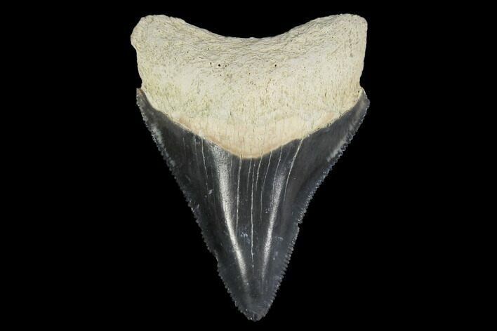 Serrated, Fossil Megalodon Tooth - Florida #114089